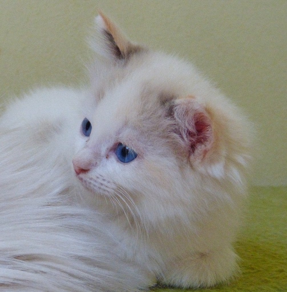 ragdoll kitten, Poes, Met stamboom