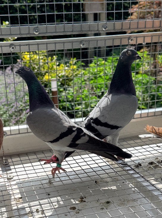 Duiven boedapesters hoogvliegers €5, Dieren en Toebehoren, Vogels | Duiven, Meerdere dieren, Overige soorten