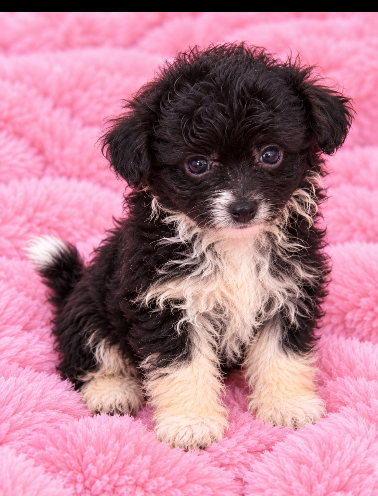 Exclusieve pomapoo pup reu, CDV (hondenziekte), 8 tot 15 weken, Eén hond, Nederland
