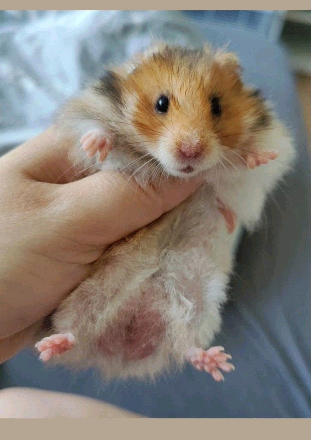 Jong tam goud witband langhaar Syrisch hamster mannetje, Dieren en Toebehoren, Knaagdieren, Hamster, Mannelijk, Mei, Tam