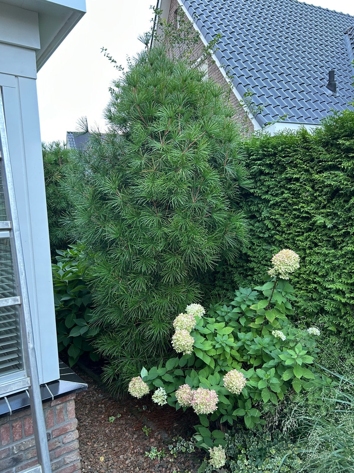 Japanse Parasolden van maar liefst ca 350 cm hoog., Tuin en Terras, Ophalen, Bloeit niet, Halfschaduw, Overige soorten
