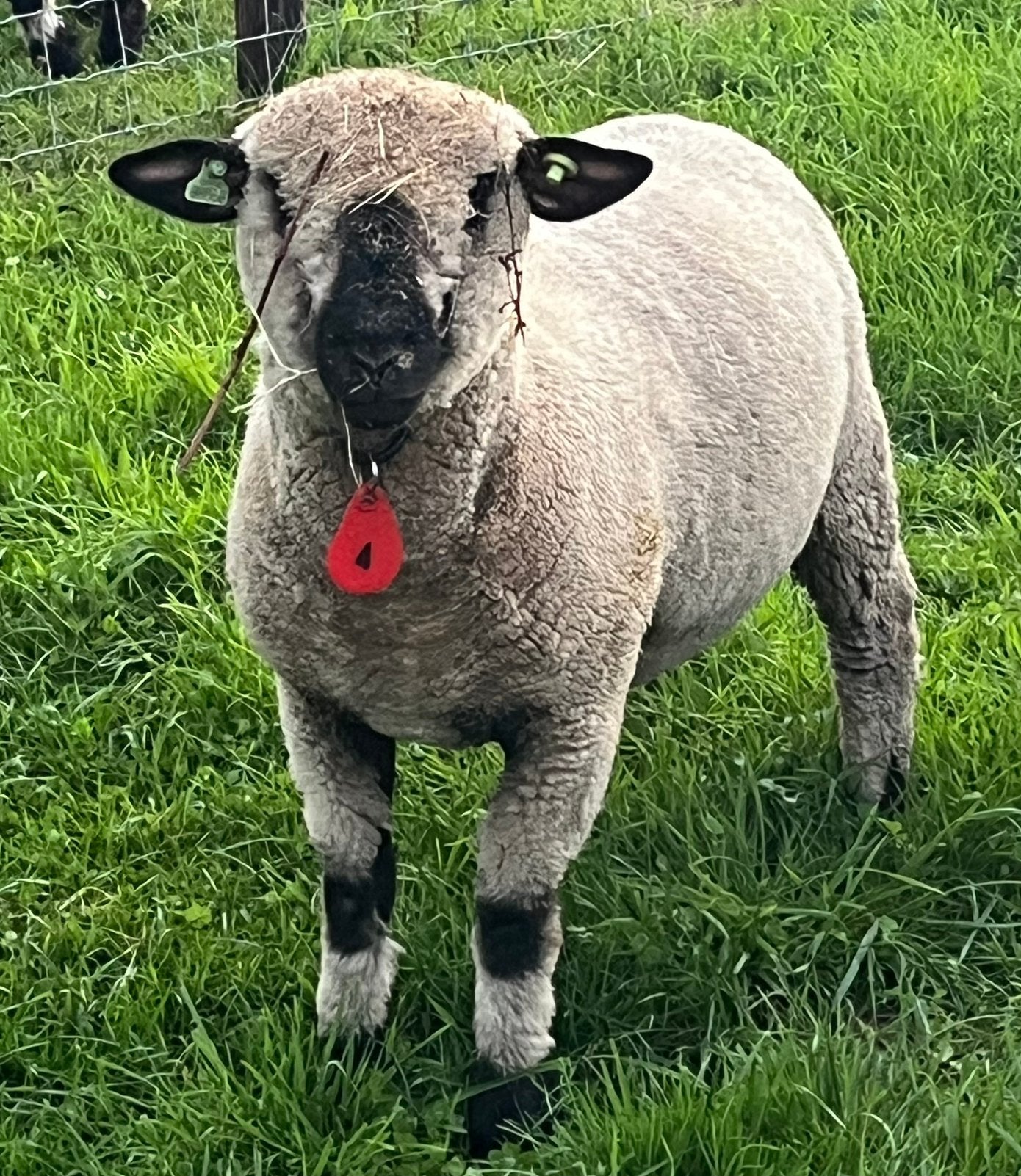 Drachtige Hampshire Down Stamboek Ooien, Dieren en Toebehoren, Schapen, Geiten en Varkens, Vrouwelijk, Schaap