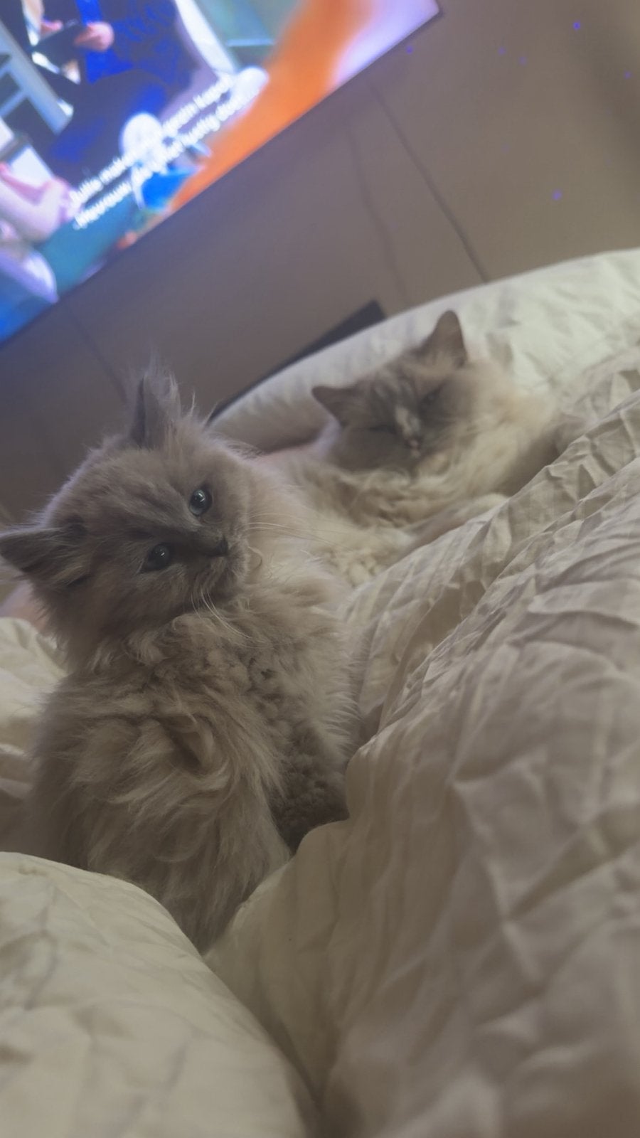 Raszuivere ragdoll kitten (m), Meerdere dieren, Langharig, 0 tot 2 jaar