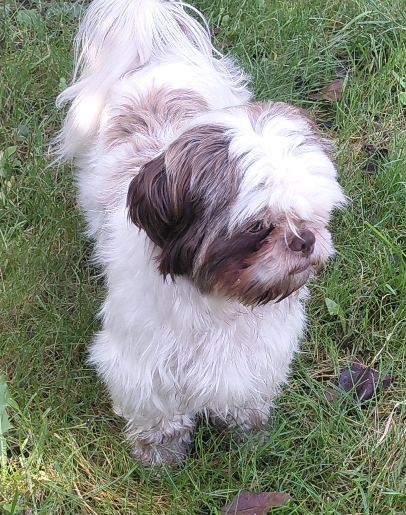 Shih tzu' meisje zoekt een heel goed nieuw thuis, 1 tot 2 jaar, Teef, Meerdere, CDV (hondenziekte)