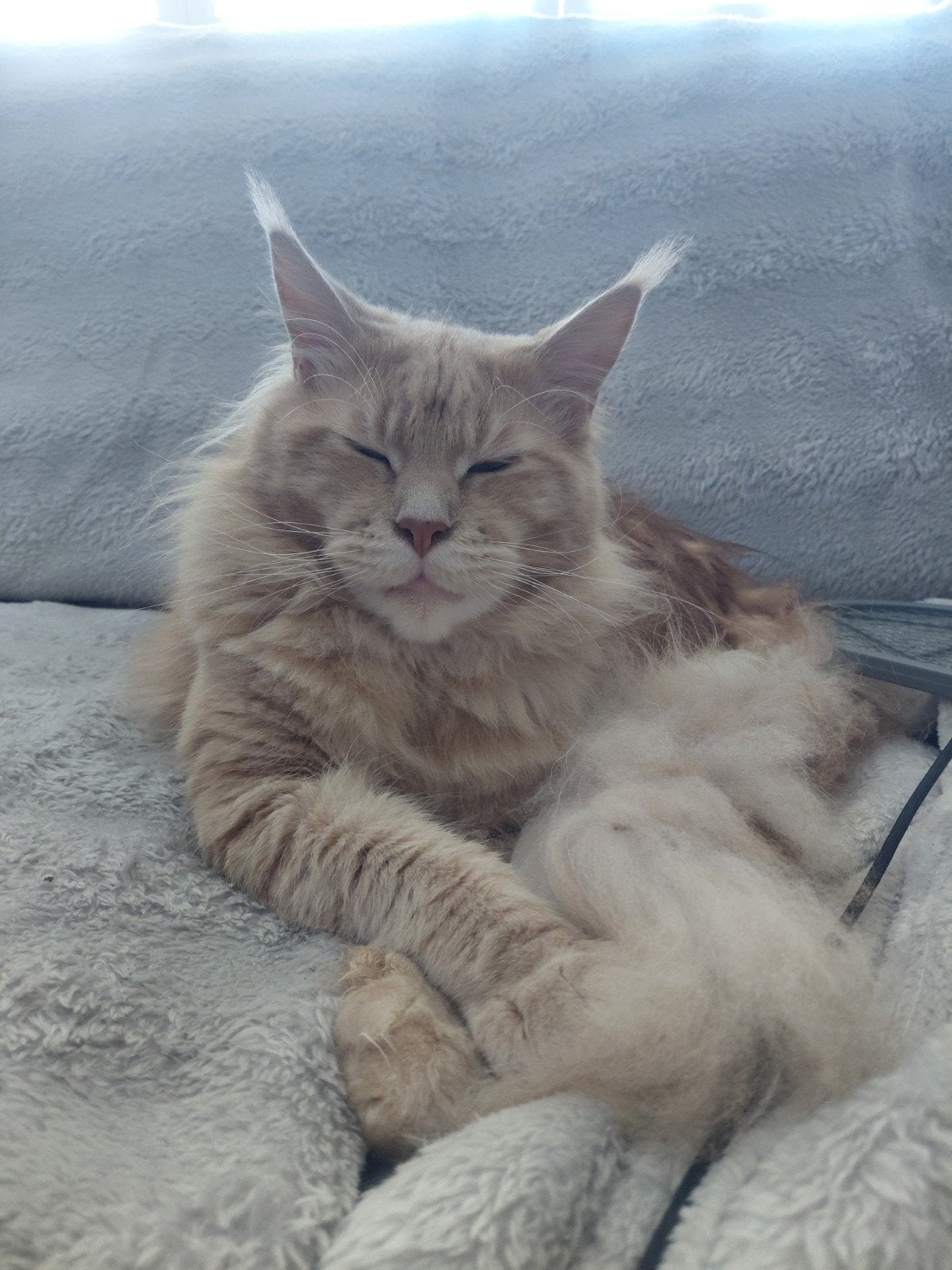 Een goude mandje gezocht voor Jaxx, Dieren en Toebehoren, Kater, 0 tot 2 jaar