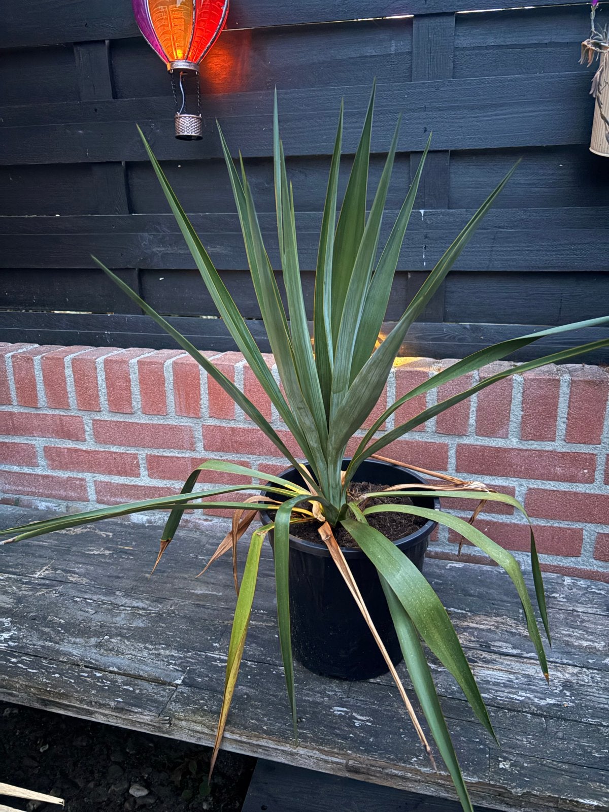Yucca!!, Tuin en Terras, Volle zon, Vaste plant, Zomer, Ophalen