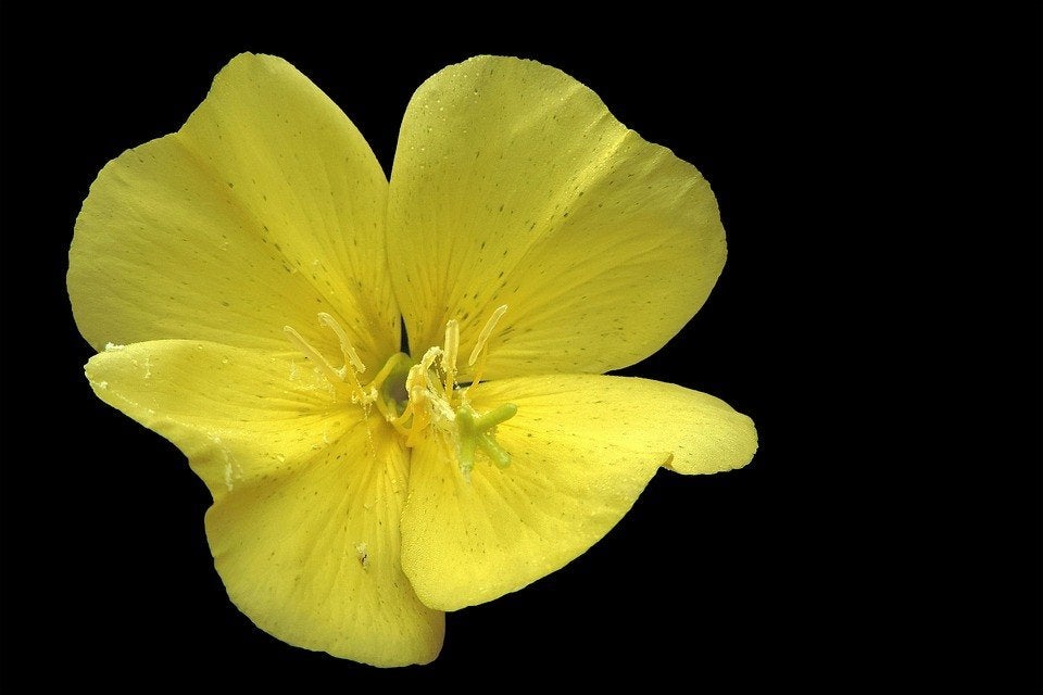 Bio zaden Middelste teunisbloem - Oenothera biennis, Verzenden, Voorjaar, Halfschaduw, Zaad