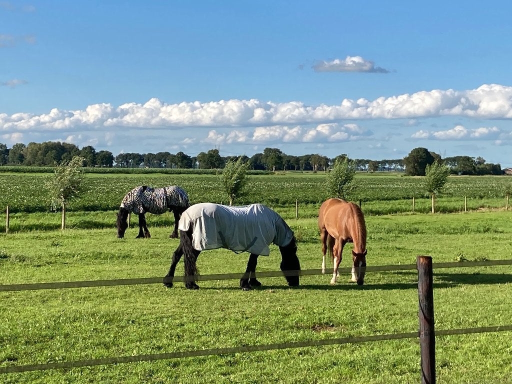 Pensionstalling Pension stalling Pony, Weidegang Wezep, Weidegang, 1 paard of pony