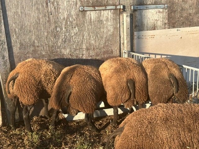 Beste Blauwe Texelse ramlammeren te koop, Dieren en Toebehoren, Schapen, Geiten en Varkens, Mannelijk, Schaap, 0 tot 2 jaar