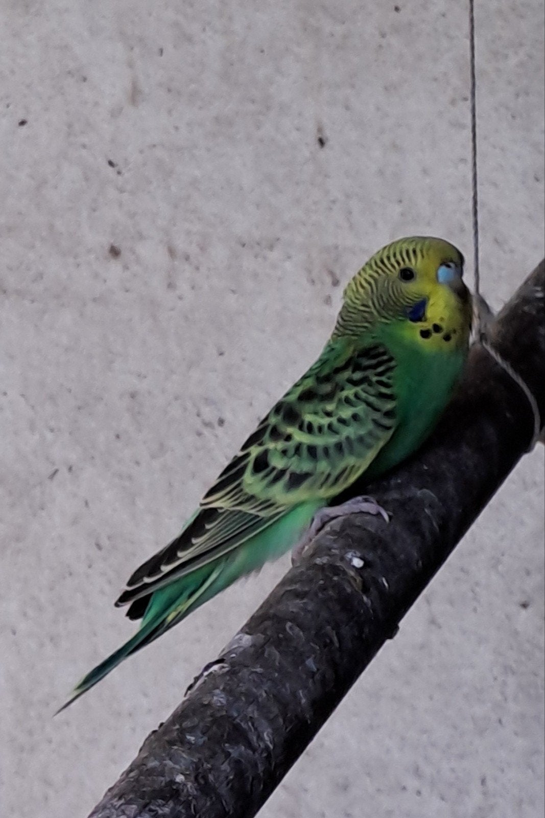 Jonge grasparkiet., Dieren en Toebehoren, Vogels | Parkieten en Papegaaien, Geslacht onbekend, Parkiet, Tam