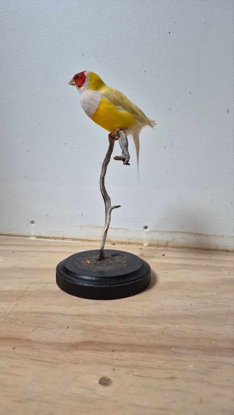 Mooie Opgezette Goldamedine Vogel., Ophalen of Verzenden, Zo goed als nieuw, Vogel, Opgezet dier