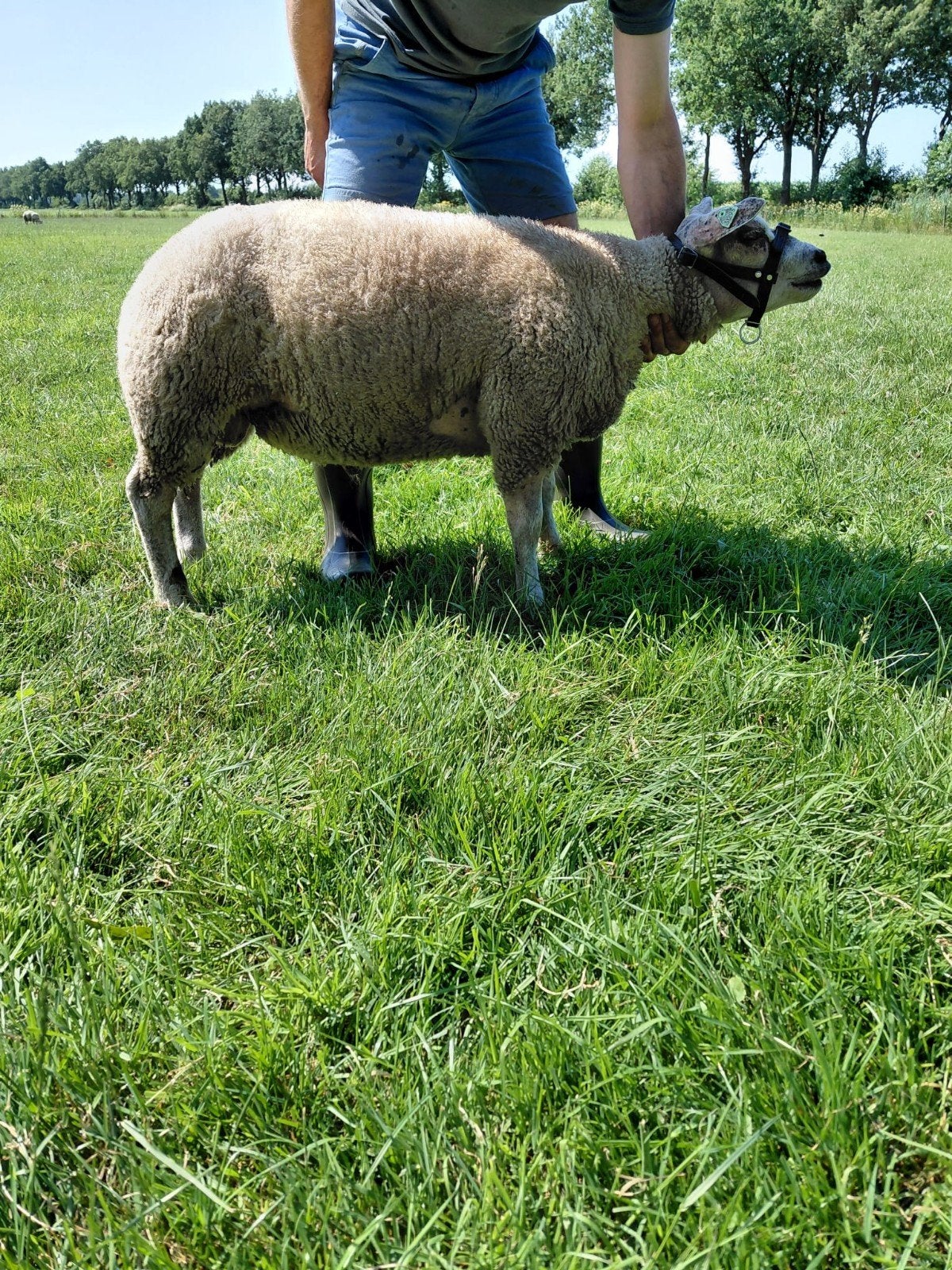 Texelaar dekrammen, Mannelijk, Schaap