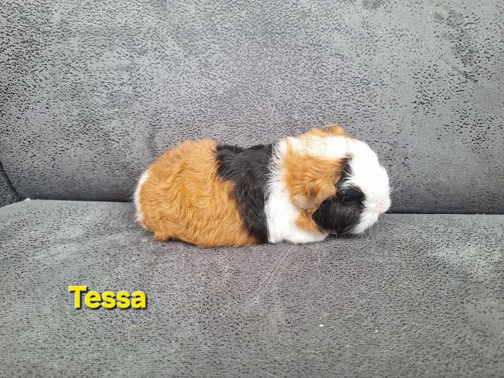 CH teddy zeugje drie kleur, Cavia, April, Vrouwelijk, Tam
