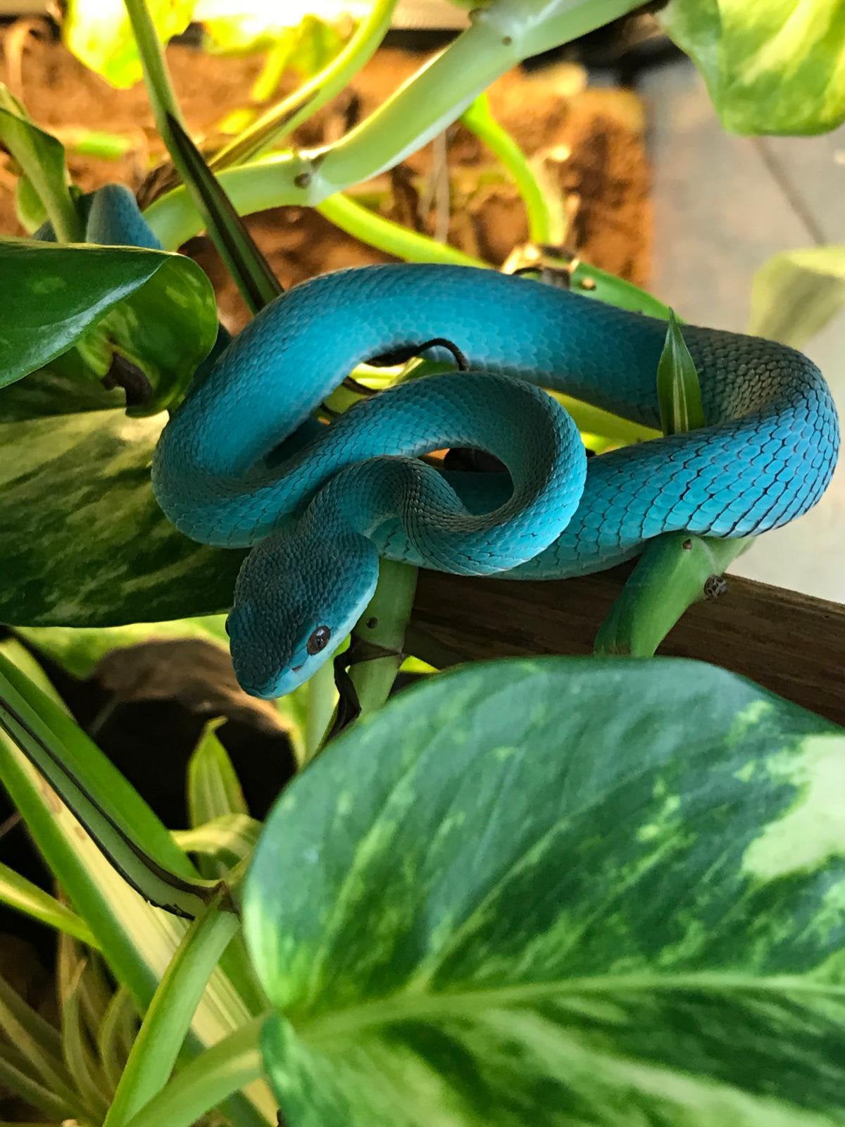Te koop( for sale) Trimeresurus Blue Insularis, Slang, 0 tot 2 jaar