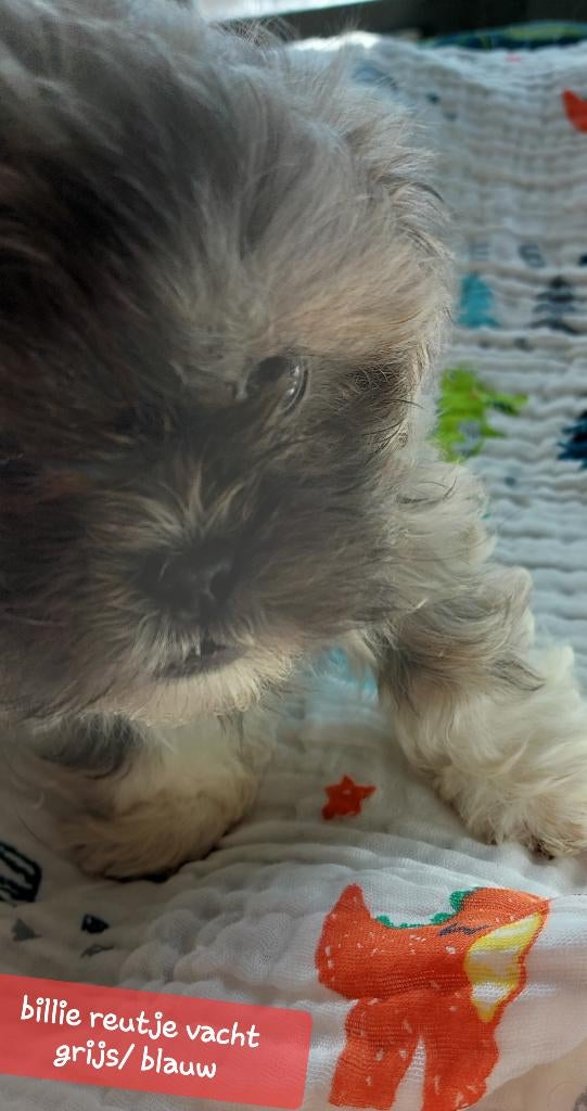 Boomer pups, alle pups  op de foto's nog beschikbaar., Overige rassen, 8 tot 15 weken, Parvo, Meerdere