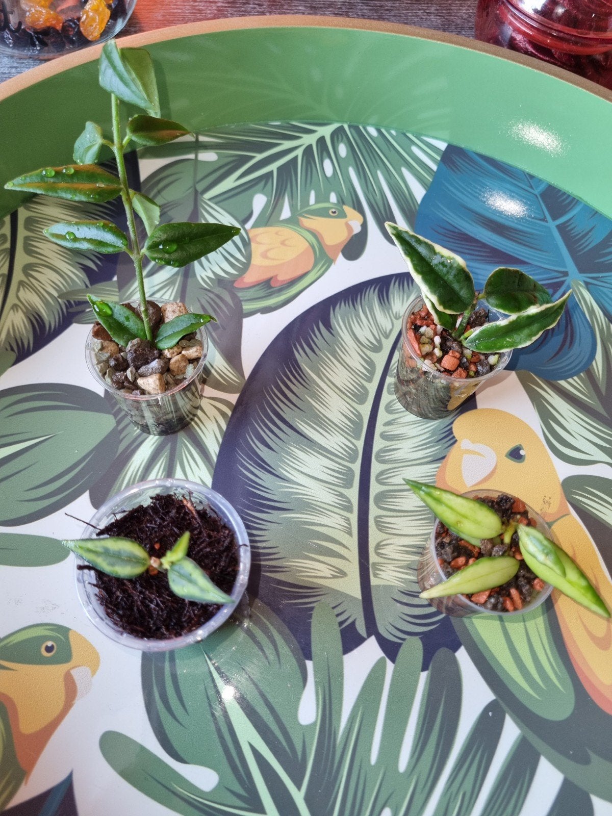 Hoya bella pakket 4x voor 20, Huis en Inrichting, Ophalen of Verzenden, Halfschaduw, Minder dan 100 cm