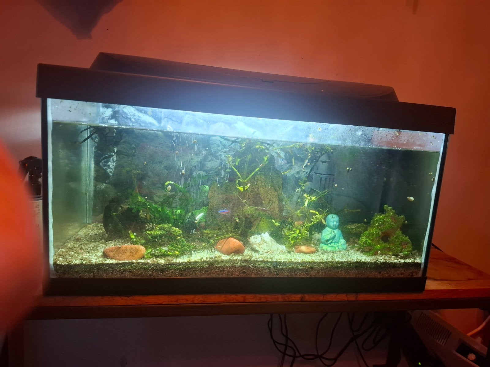 Aquarium 60 L incl  3 vissen, Ophalen, Gevuld zoetwateraquarium