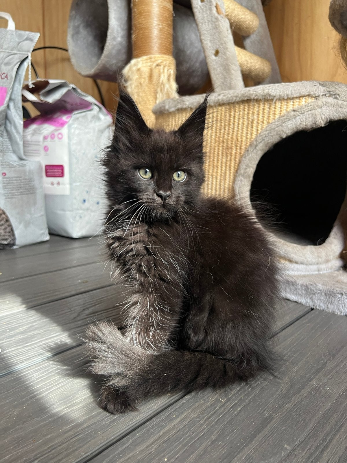 Laatste twee Maine Coon kittens met stamboom., Meerdere dieren, Met stamboom, 0 tot 2 jaar