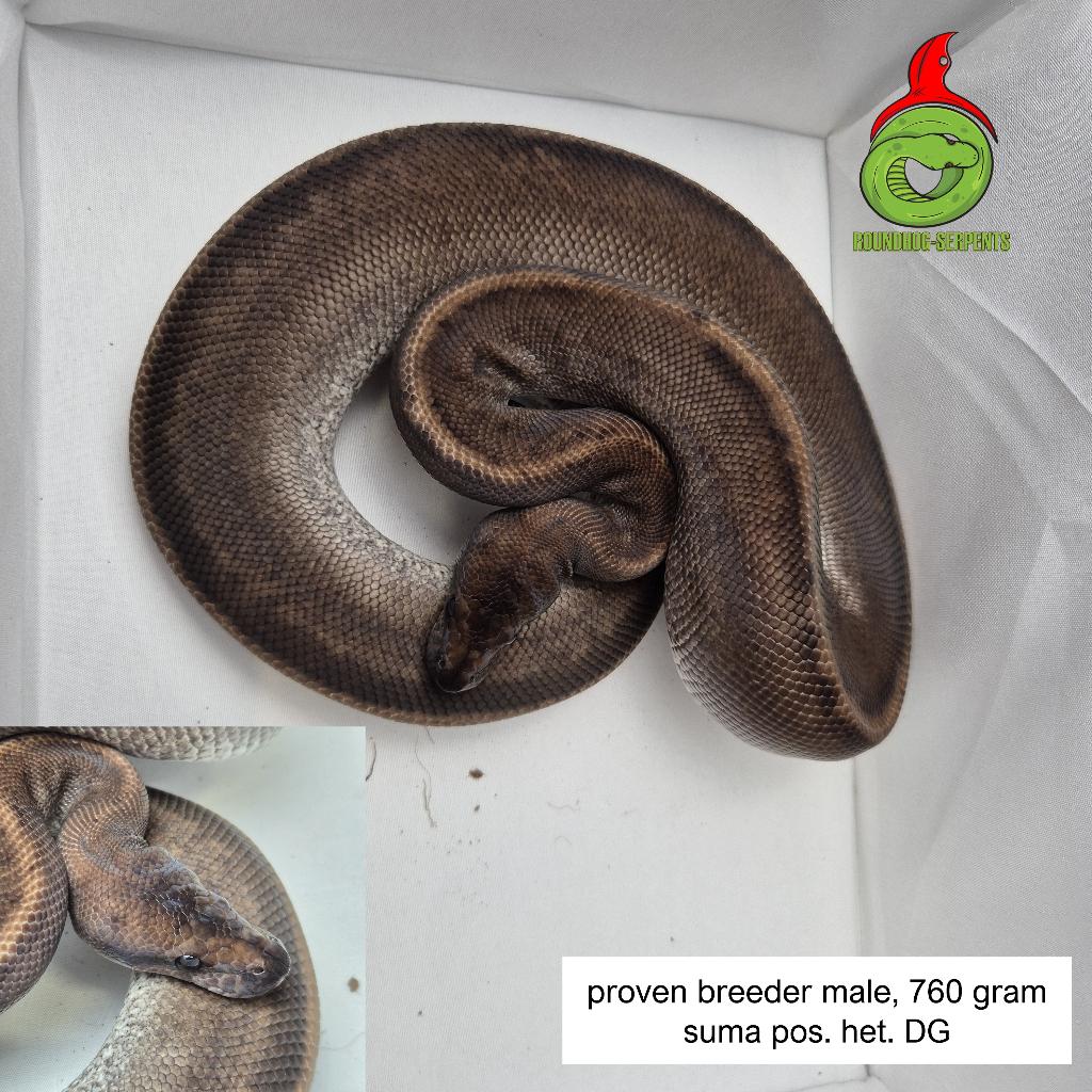 regius suma (super mahogany) ph. DG Ball Python - unknown for sale from Roundhog serpents