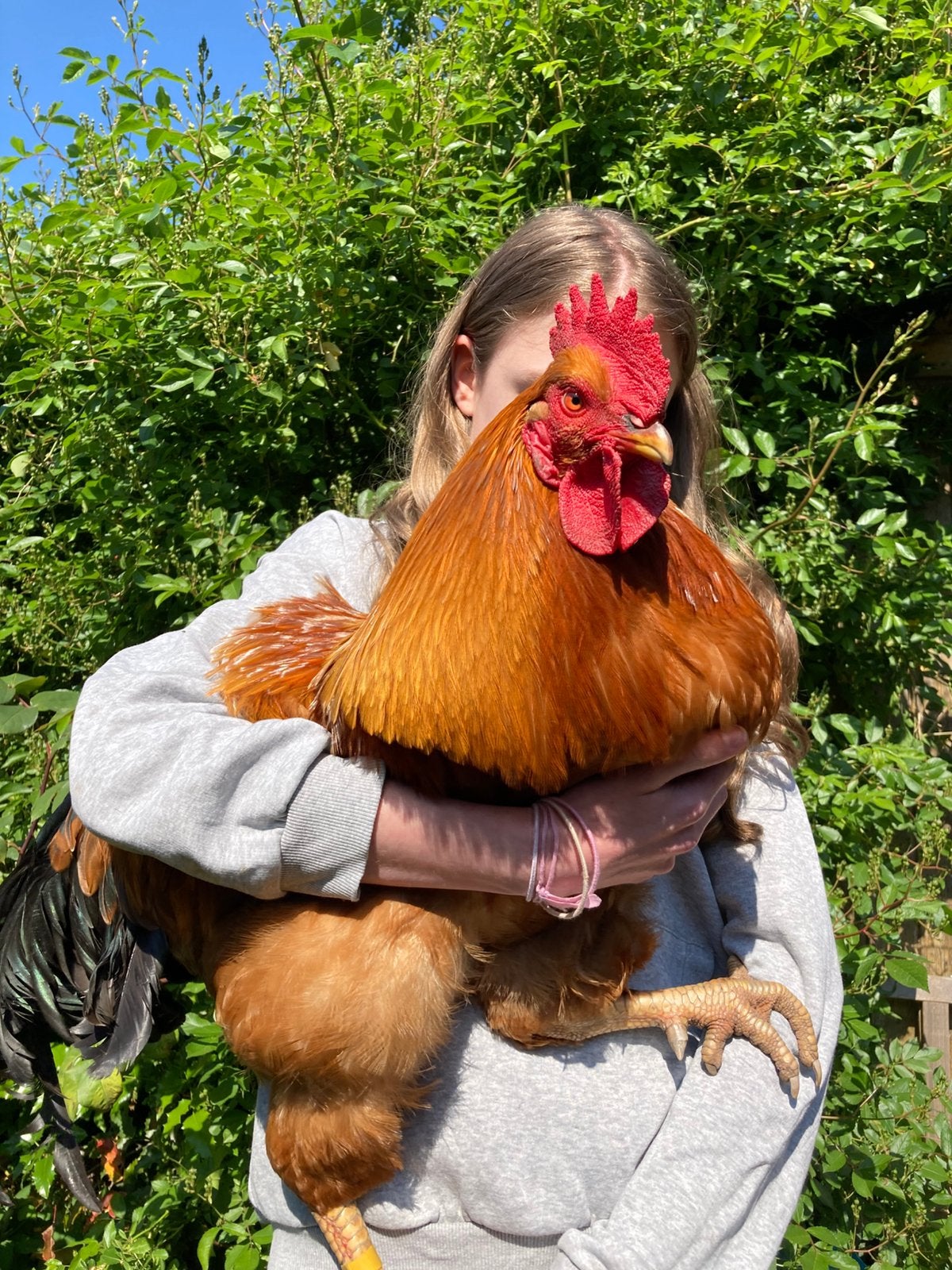 Mooie New Hampshire haan GRATIS, Dieren en Toebehoren, Pluimvee, Mannelijk, Kip