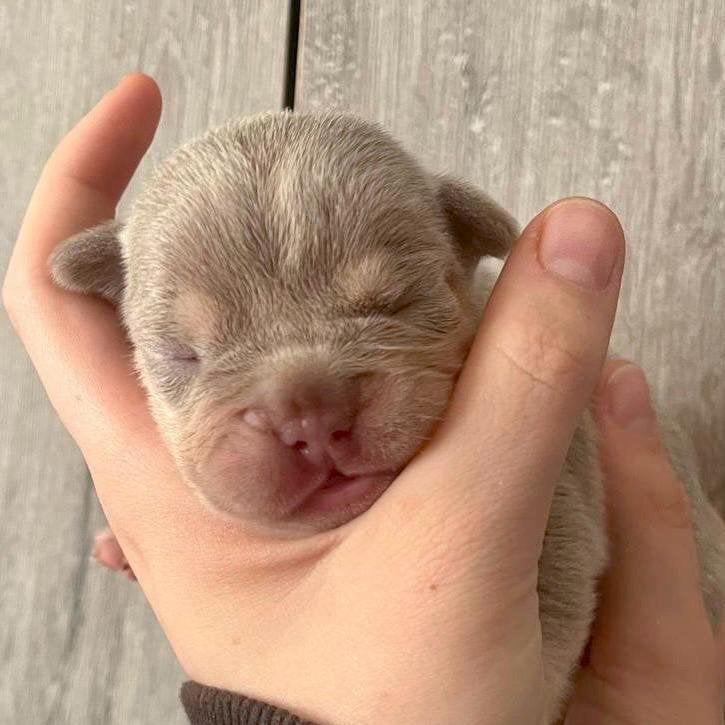 Knappe franse Bulldog pups uit geteste ouders, Dieren en Toebehoren, Particulier, 8 tot 15 weken, Buitenland, Bulldog