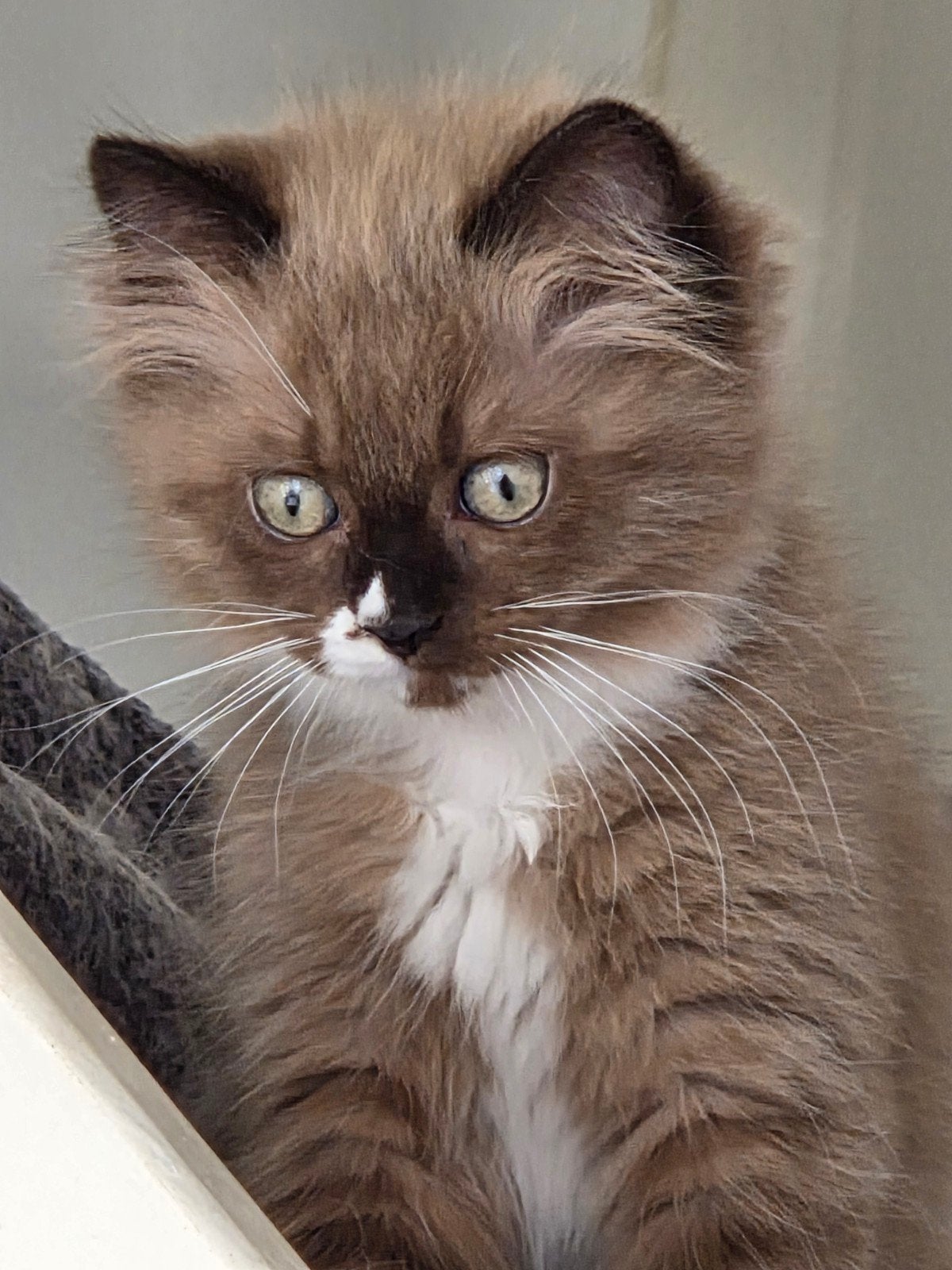 Laatste mooie ragdoll poesje, Meerdere dieren, Gechipt