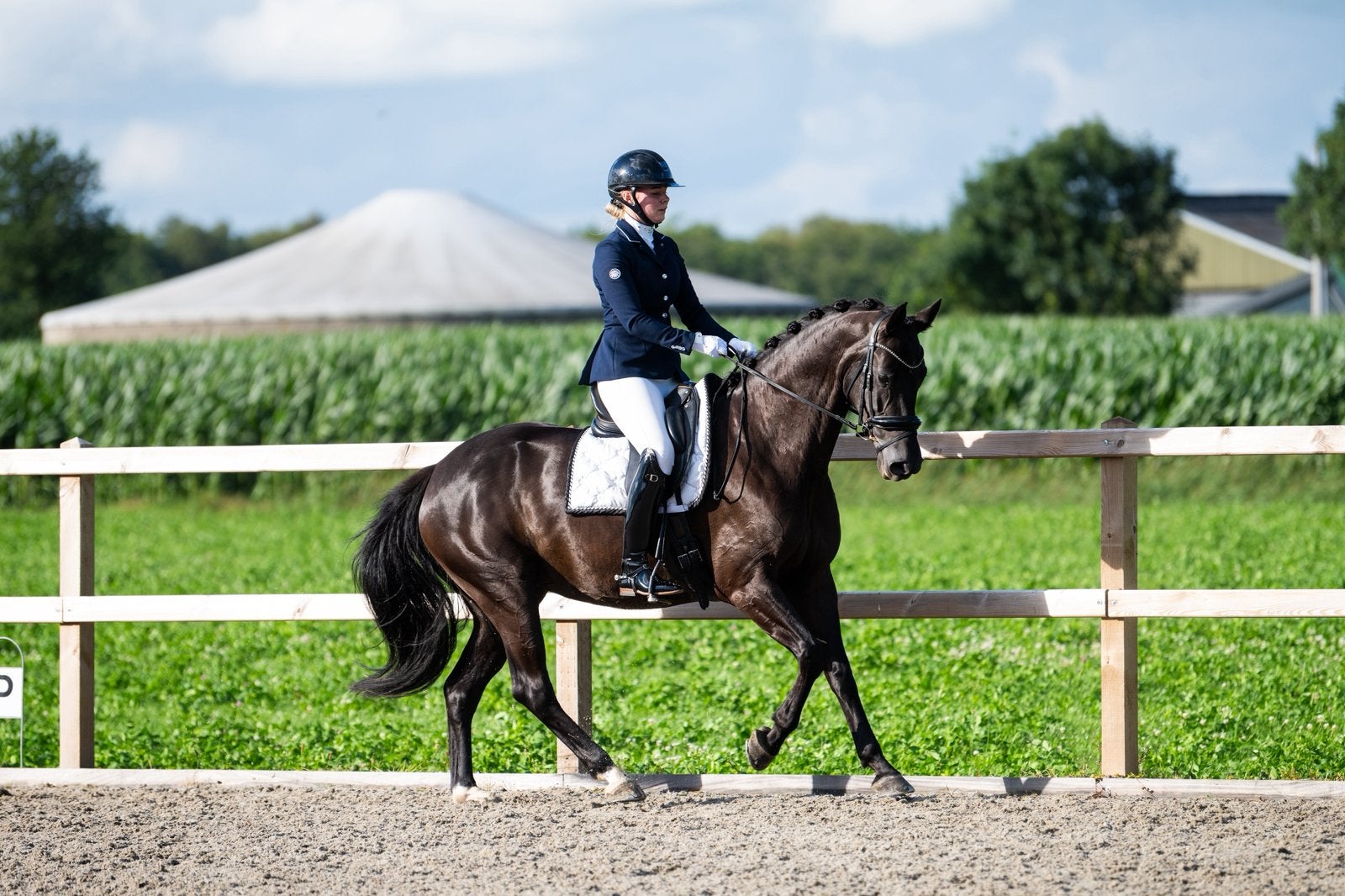 𝐌𝐨𝐨𝐢𝐞 𝐞𝐧 𝐥𝐢𝐞𝐯𝐞 𝟏𝟎-𝐣𝐚𝐫𝐢𝐠𝐞 𝐦𝐞𝐫𝐫𝐢𝐞, Z, Dressuurpaard, 7 tot 10 jaar, 165 tot 170 cm