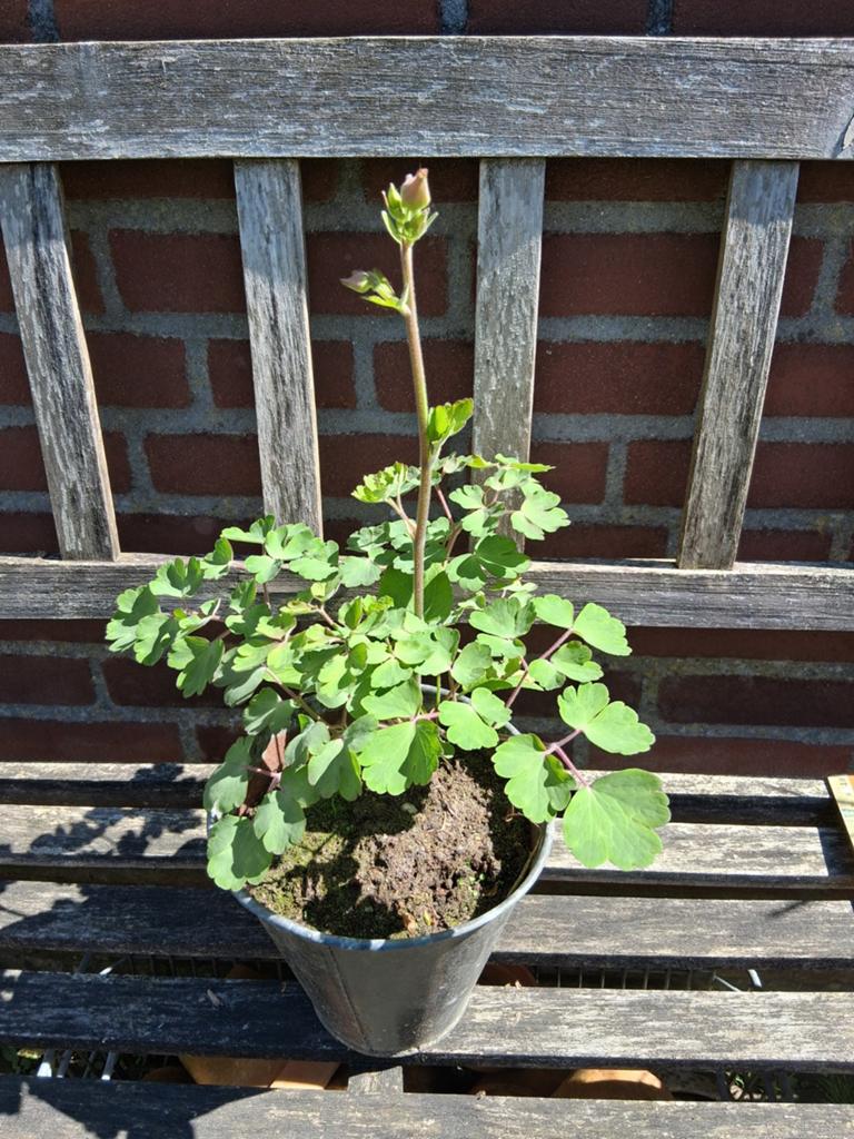 Akelei in zinken pot, Ophalen of Verzenden, Overige soorten, Minder dan 100 cm