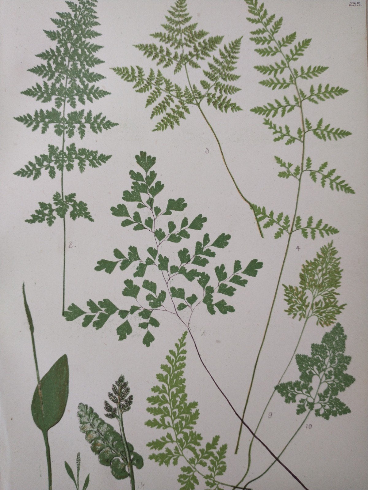 Zeldzame druk: The Fern World - varens, Ophalen of Verzenden, Gelezen, Fotografen
