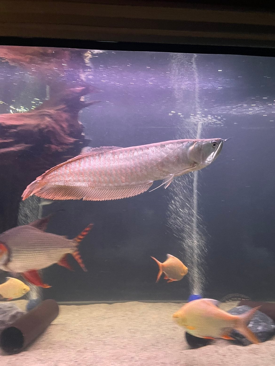 Prachtige Zilver Arowana (45-50 cm) – Indrukwekkende vis, Vis
