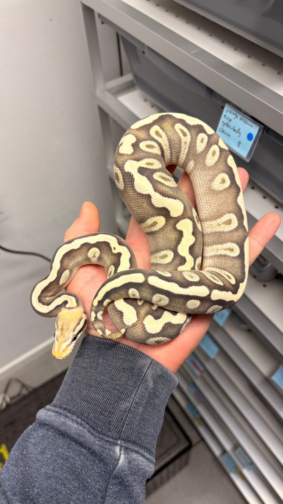 Pastel mojave ghi desert ghost ball python Ball Python photo 3