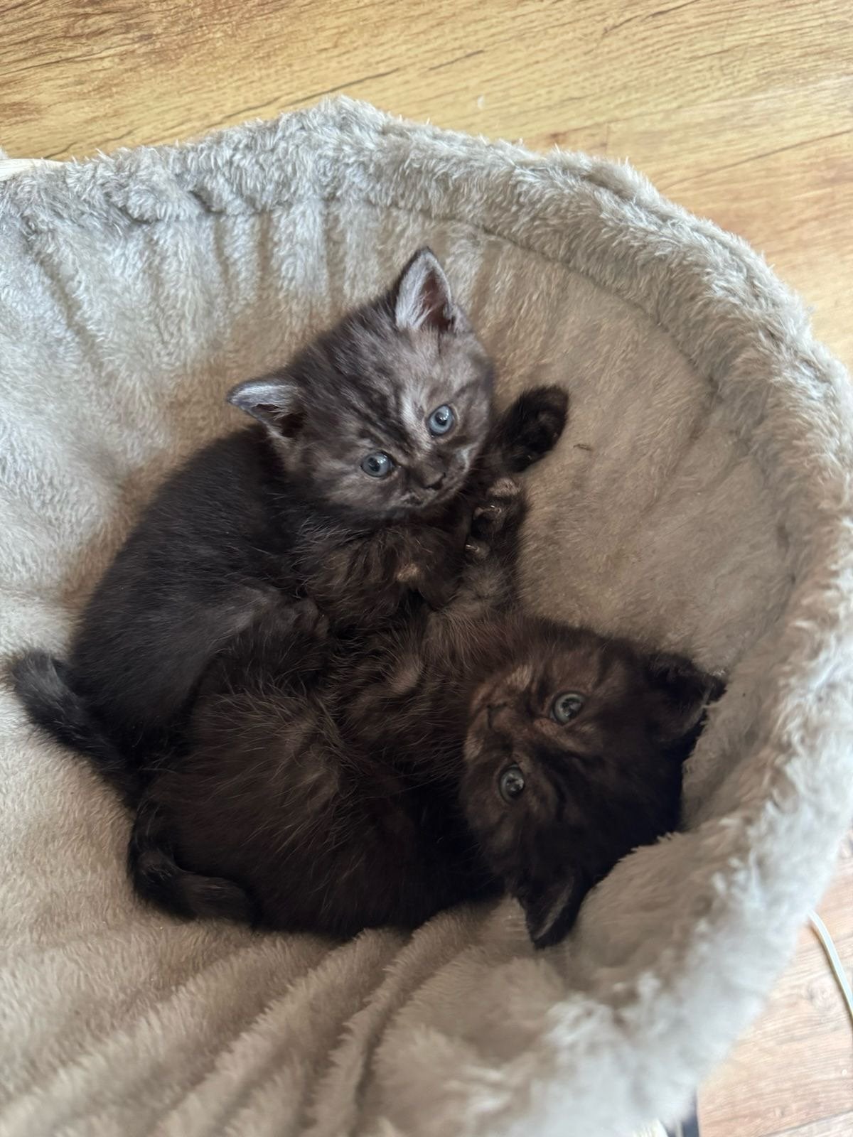 Katten