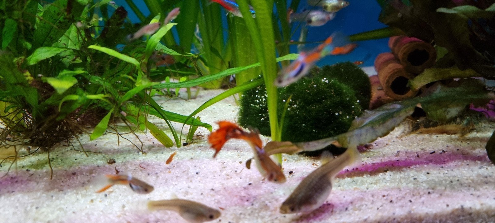 Guppy's gratis af te halen, Dieren en Toebehoren, Vis, Zoetwatervis, Schoolvis