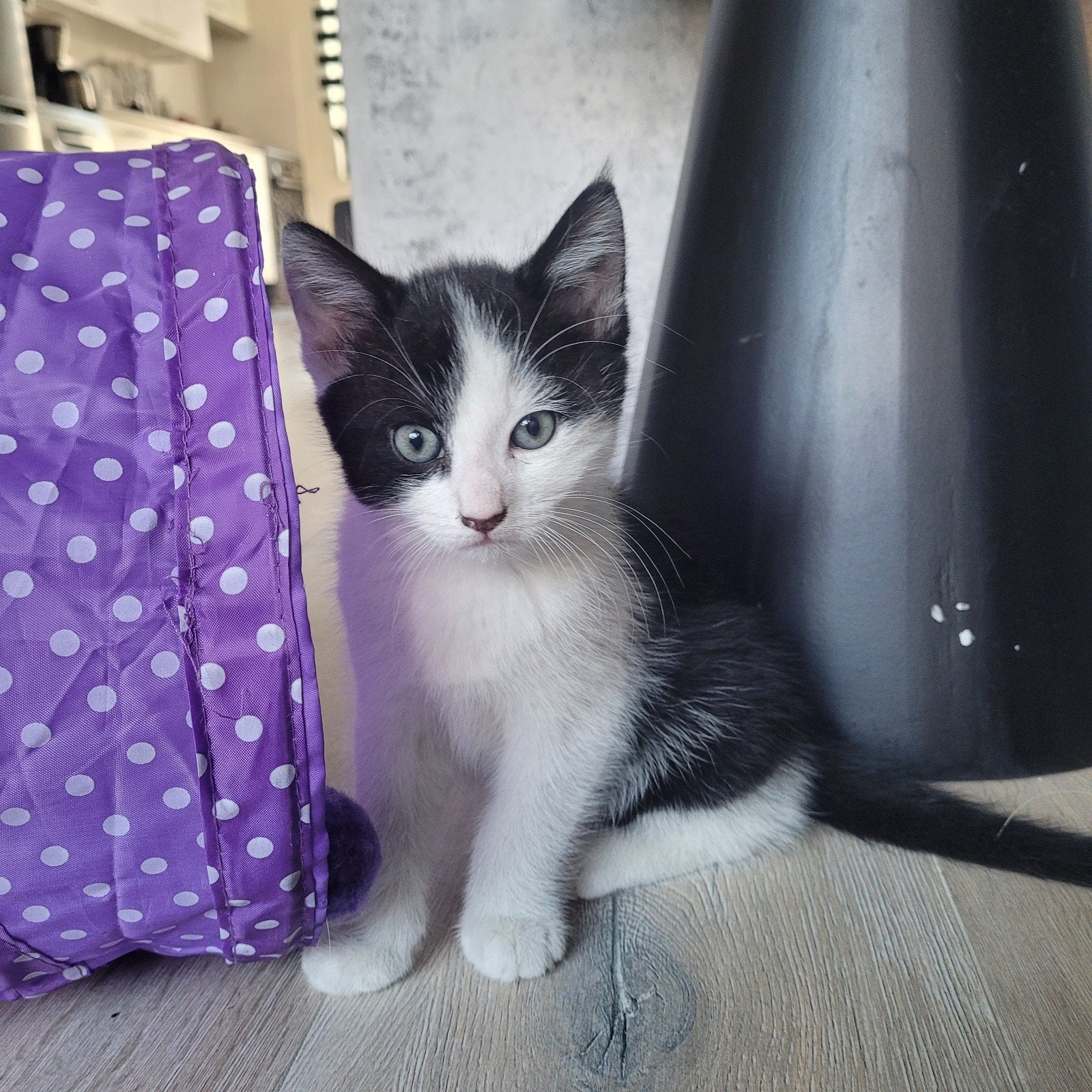 Europese korthaar kittens, Meerdere dieren