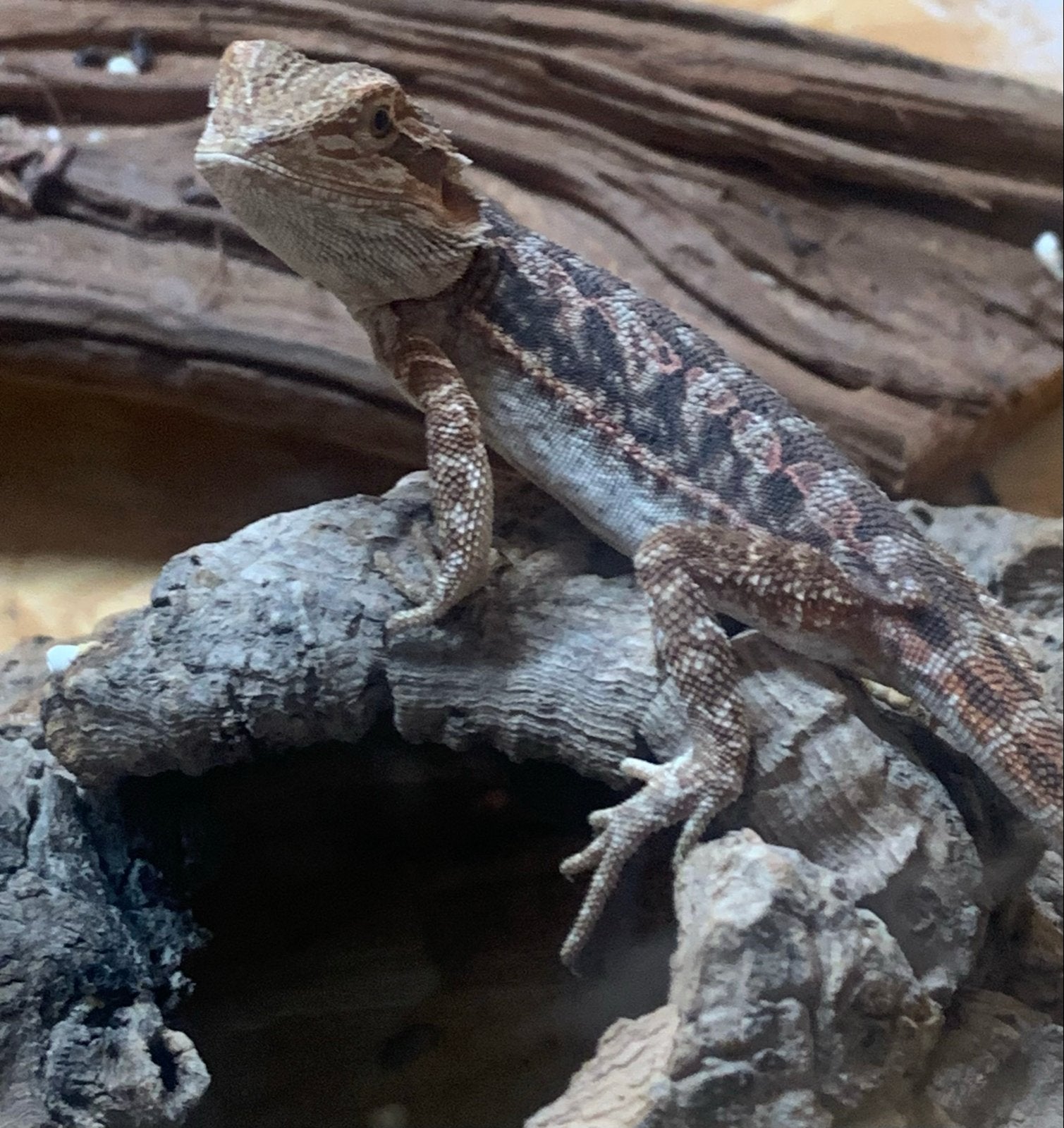 Baardagaam jongen, Dieren en Toebehoren, Hagedis, Met terrarium, 0 tot 2 jaar