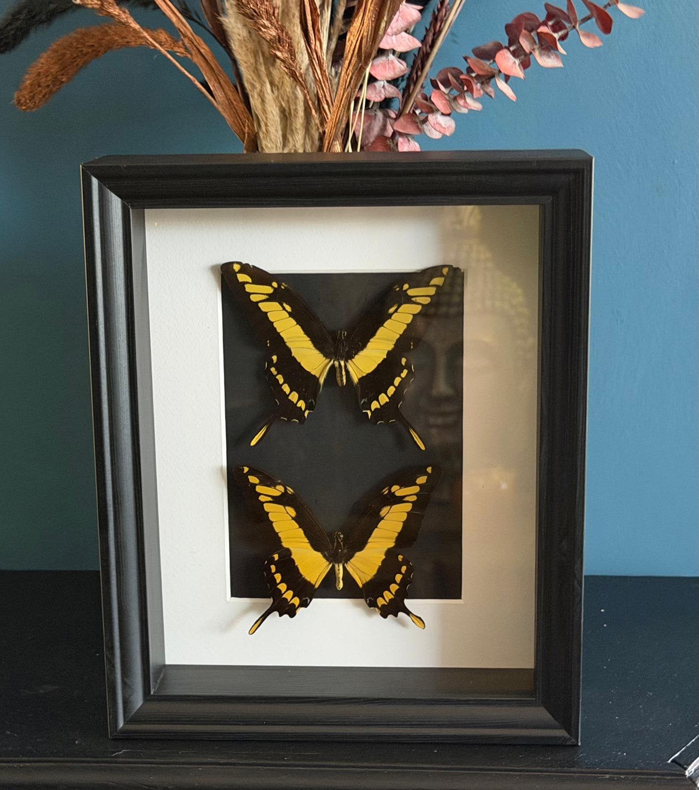 Geprepareerde vlinders in een 3d lijst, Verzamelen, Ophalen of Verzenden, Insect, Opgezet dier