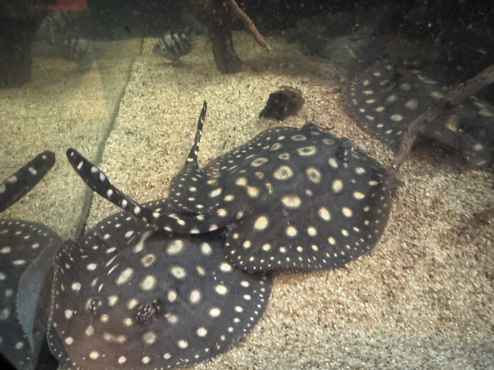 Potamotrygon black diamond koppeltjes 13cm, Dieren en Toebehoren, Vis, Zoetwatervis