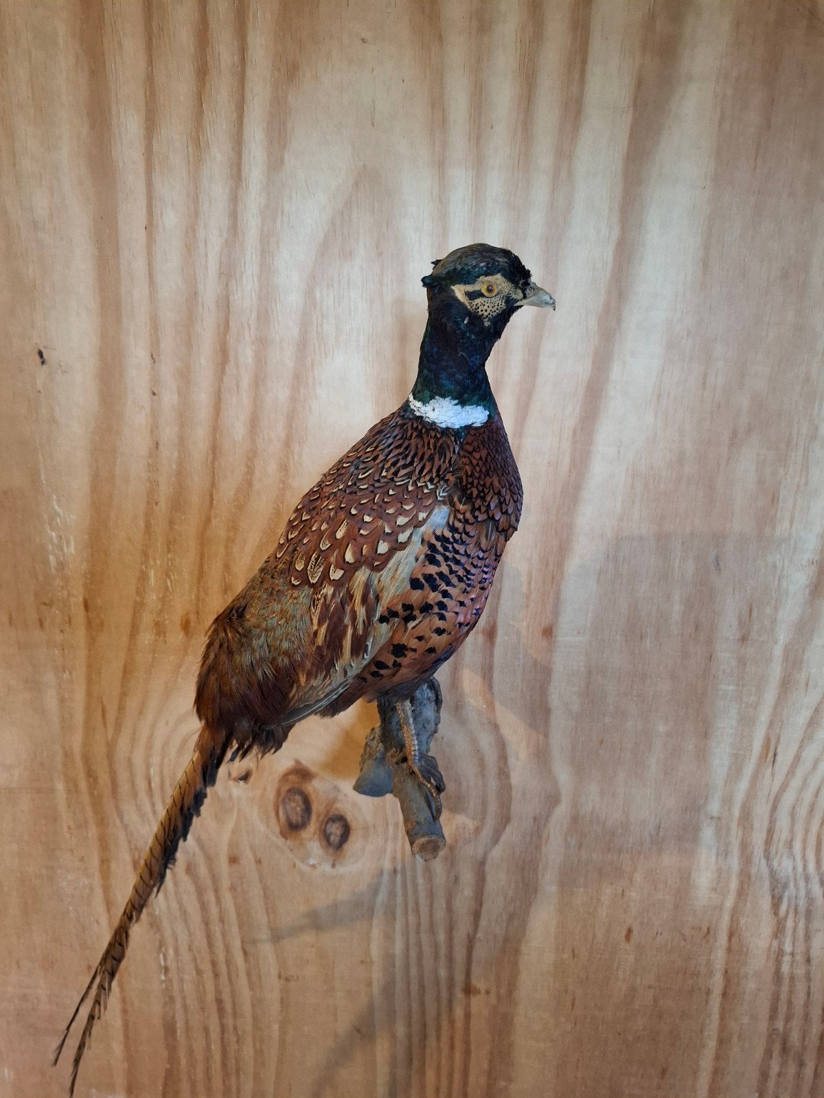 opgezette fazanthaan   taxidermie, Ophalen of Verzenden, Vogel, Opgezet dier