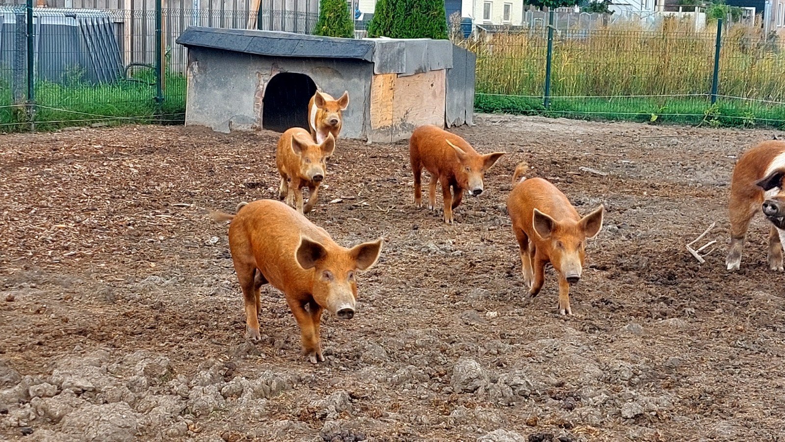 tamworth x husumer, Dieren en Toebehoren, Mannelijk, Varken