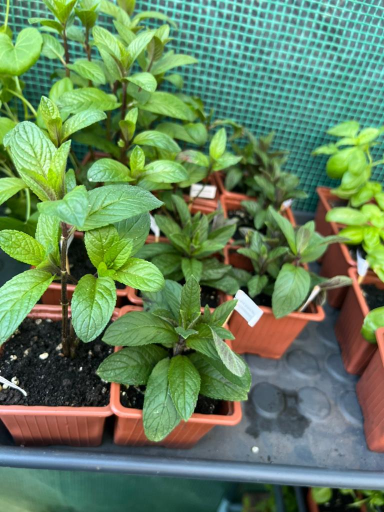 Chocolade MUNT plantje - Mentha Piperita ‘Chocolate’, Ophalen, Overige soorten, Volle zon