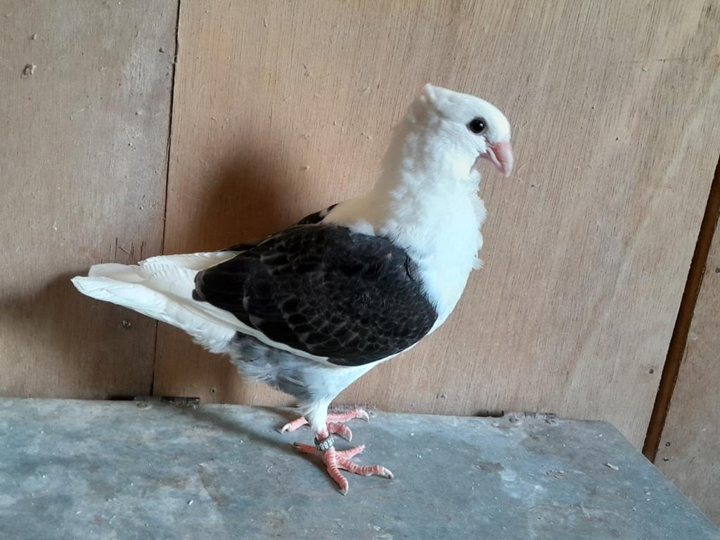 Twee jonge Oud Hollandse Meeuwen te koop, Dieren en Toebehoren, Meerdere dieren, Overige soorten