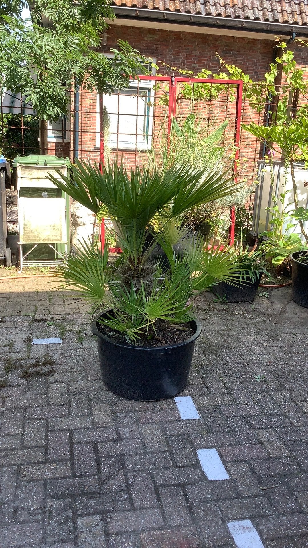 Dadelpalm, Overige soorten, Vaste plant, Ophalen of Verzenden, Bloeit niet