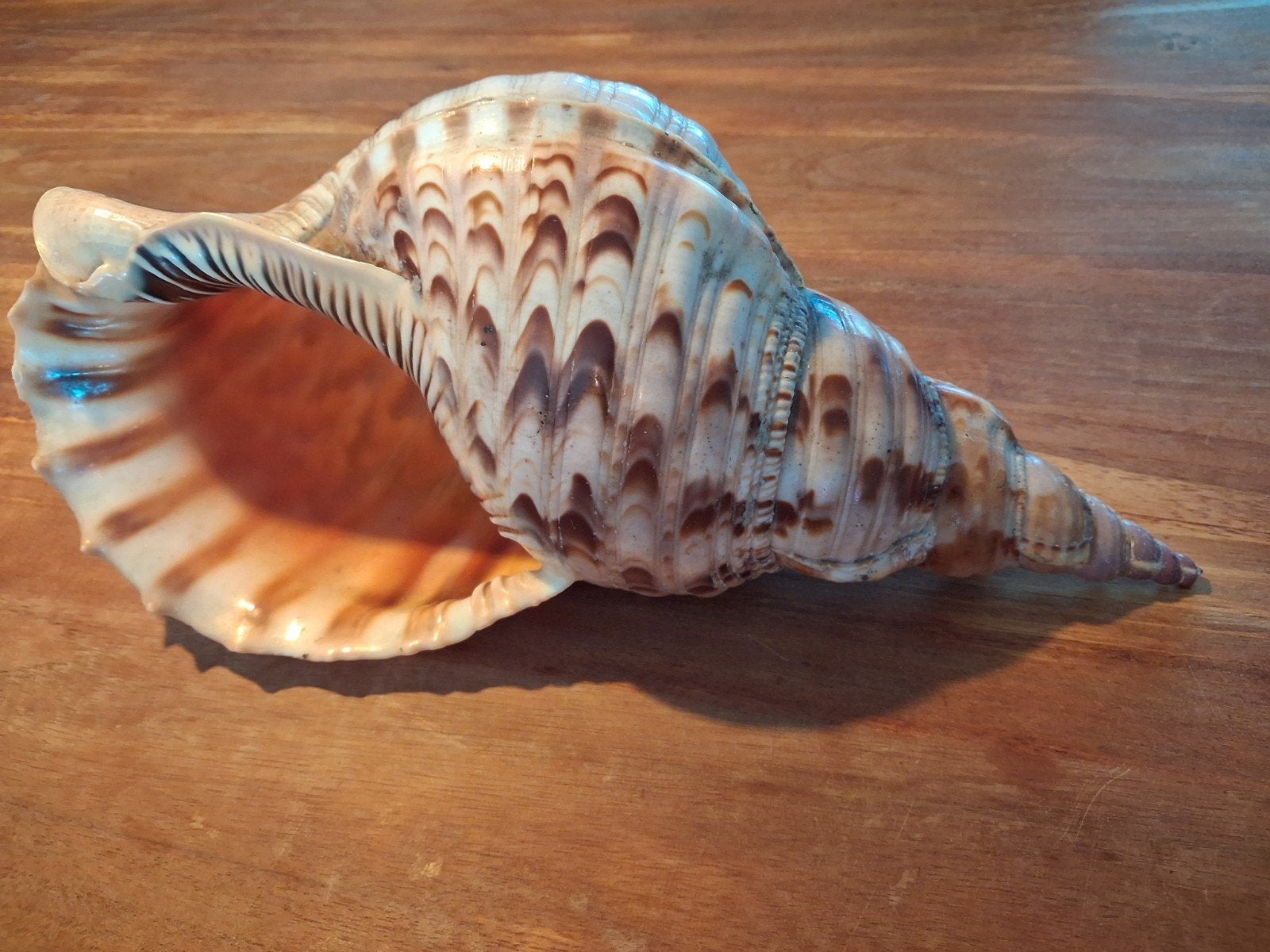 Grote Triton trompet schelp (charonia tritonis) 35cm, Ophalen of Verzenden