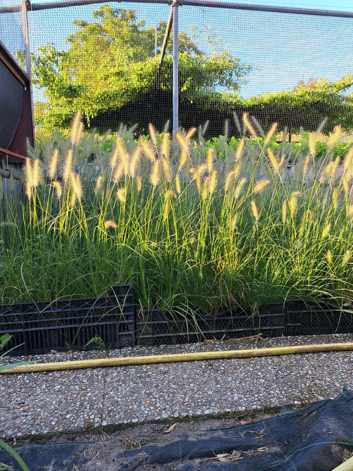 Pennisetum Hameln, Ophalen, Volle zon, Vaste plant, Siergrassen