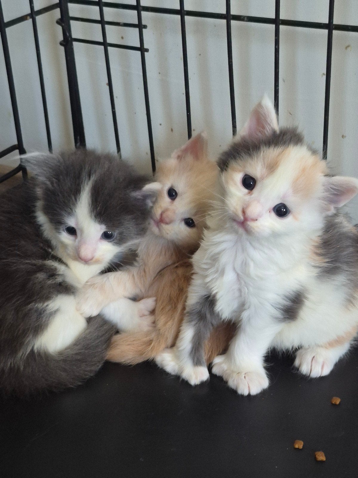 maine coon kittens/polydactyl, Meerdere dieren, Gechipt, 0 tot 2 jaar