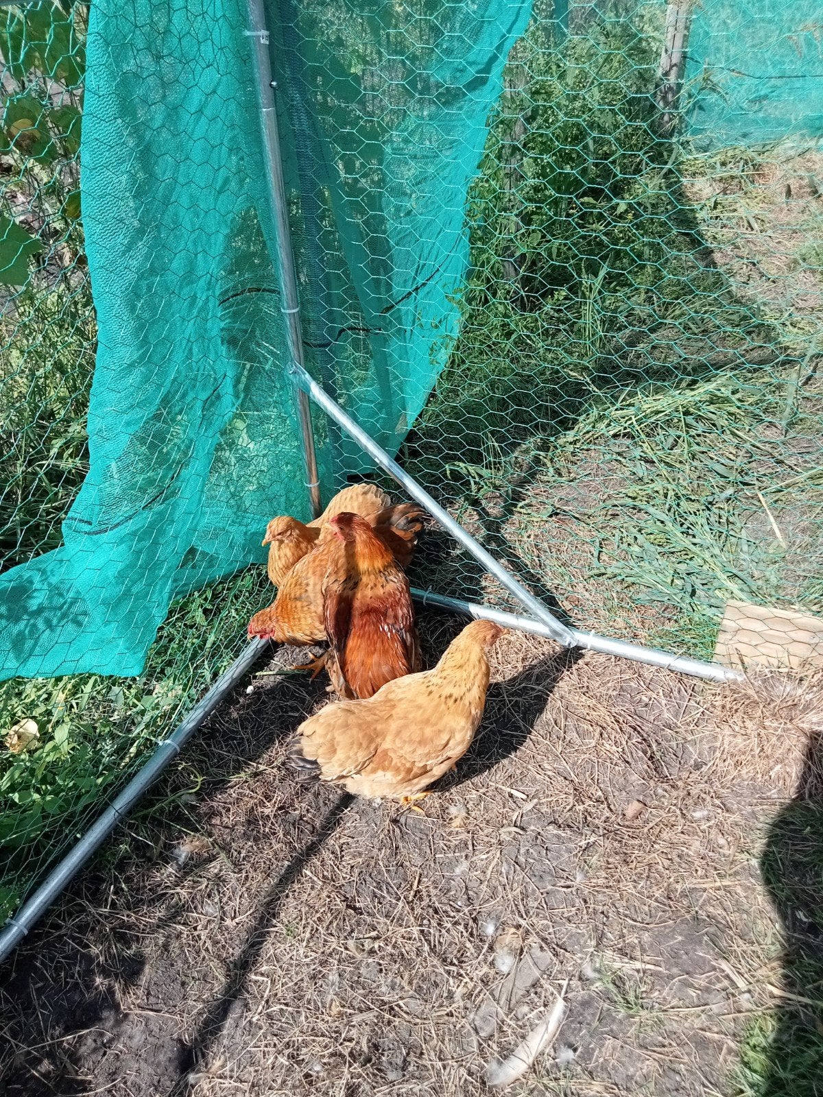 te koop, Dieren en Toebehoren, Pluimvee, Mannelijk, Kip