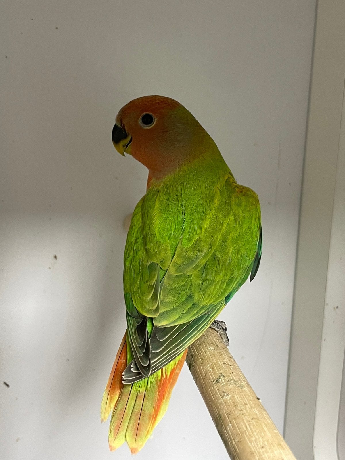 2 jonge Agapornis roseicollie dwergpapegaai. Om tam tr maken, Dieren en Toebehoren, Vogels | Parkieten en Papegaaien, Meerdere dieren