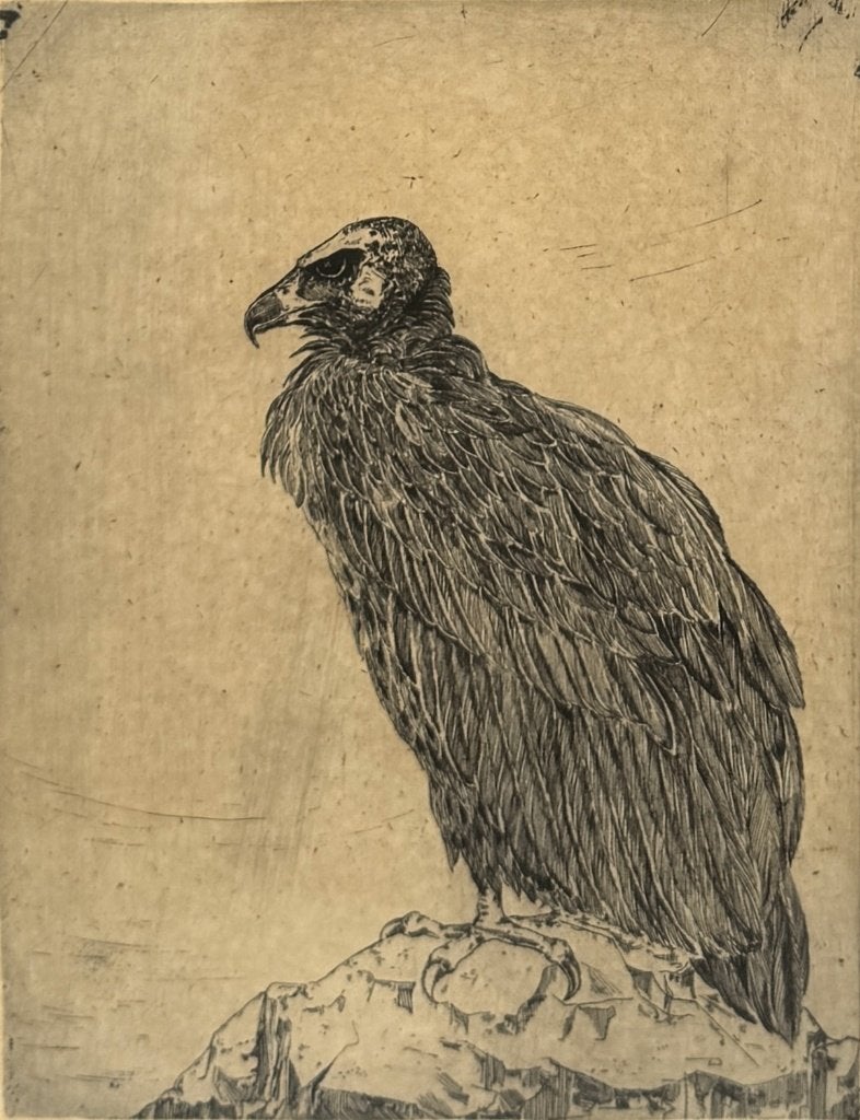 653. Ets, G Knüttel jr – staande gier op rots, ca. 1910