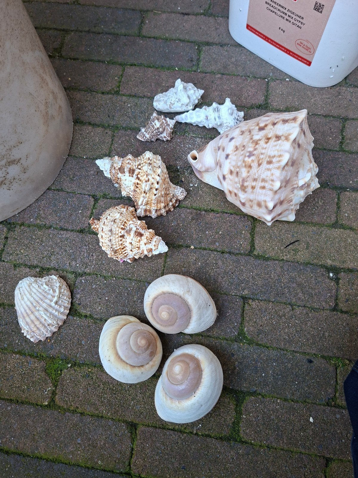 schelpen, Dieren en Toebehoren, Ophalen, Nieuw, Plant(en), Steen of Hout