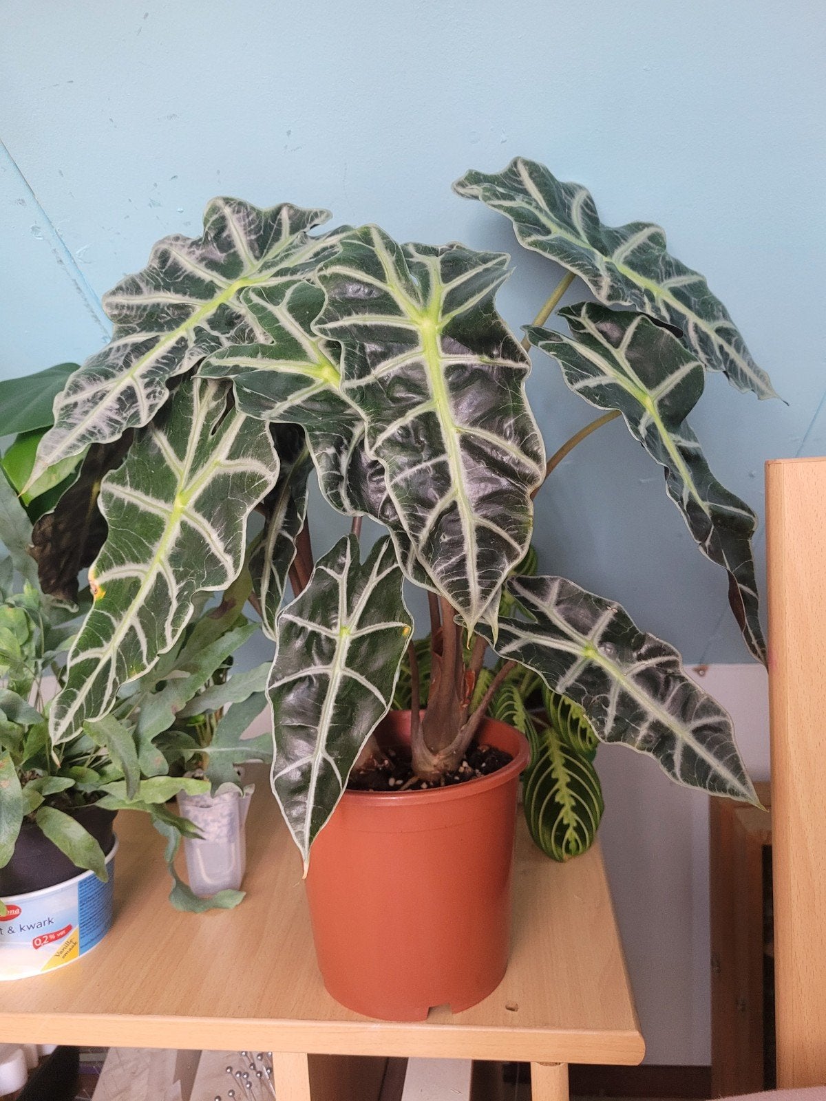 alocasia amazonica "polly" CORMS van sterke moederplant, Ophalen, Halfschaduw, Minder dan 100 cm